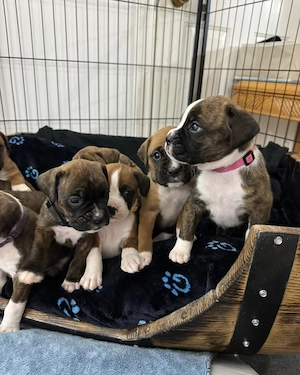 Puii de boxer de calitate superioară și sănătoși sunt acum disponibili și gata de a fi luați  - imagine 2