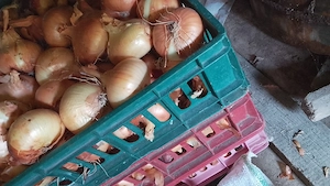   ceapă de casă, producție proprie!    