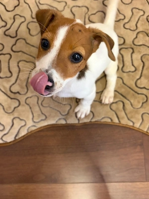 jack Russel  - imagine 2