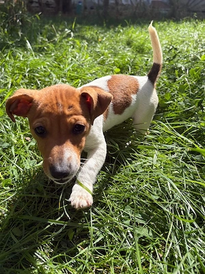 jack Russel  - imagine 5