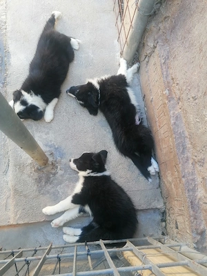 Puiuți Border Collie  - imagine 5