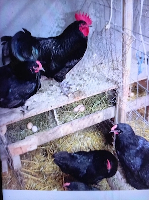 Vind găini de rasă Ausrolop. 
