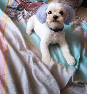Bichon maltez miny toy