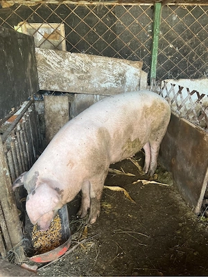 porci crescuti in curte,landrace carne - imagine 2