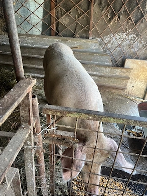 porci crescuti in curte,landrace carne - imagine 3