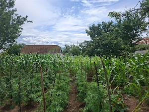 Teren intravilan 1000mp, zona Magura Sohodol