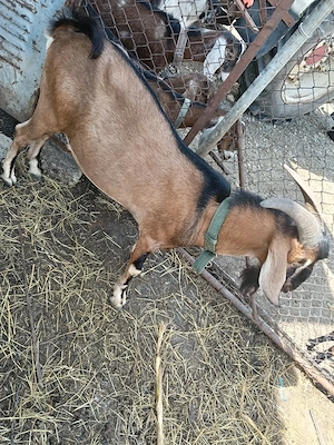 Anglonubian Țap si doua capre