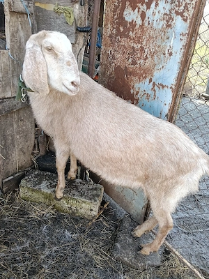 Anglonubian Țap si doua capre - imagine 2