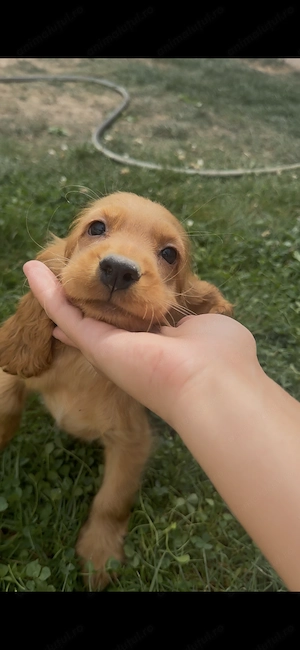 Pui Cocker Spaniel
