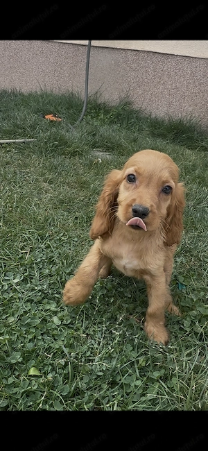 Pui Cocker Spaniel - imagine 2