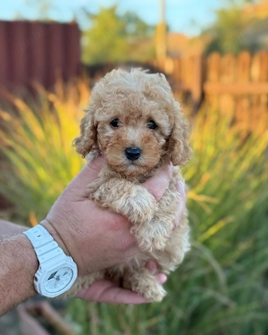 poodle toy  - imagine 3