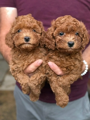 poodle toy  - imagine 4