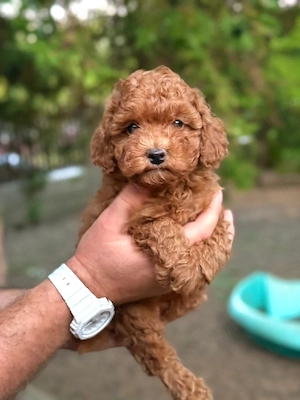 poodle toy 