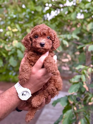 poodle toy  - imagine 2