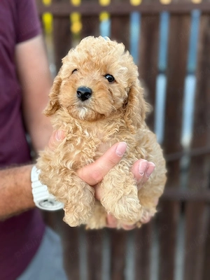 poodle toy  - imagine 5