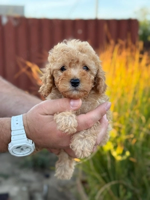 poodle toy