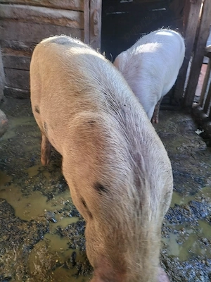 porc de vânzarea 