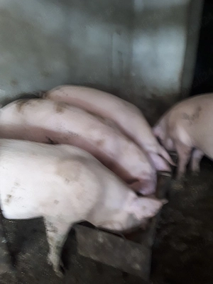 porci de vanzare pentru sacrificat 