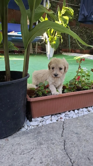 Vand catelus maltipoo