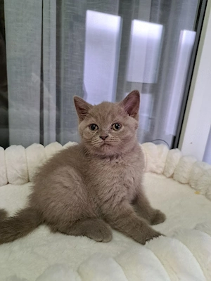 British shorthair lilac 