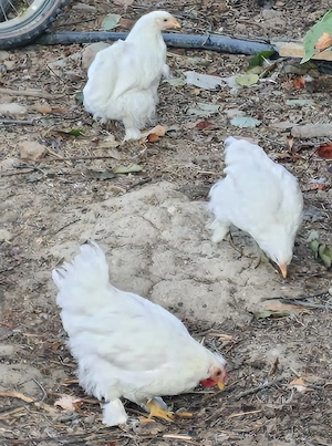 pui de găină pitică 