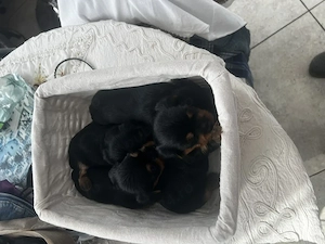 pui yorkshire terrier , nascuti 10.08 - imagine 2