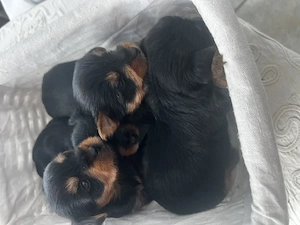 pui yorkshire terrier , nascuti 10.08 - imagine 4