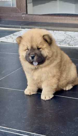 Chow chow fetița - imagine 5