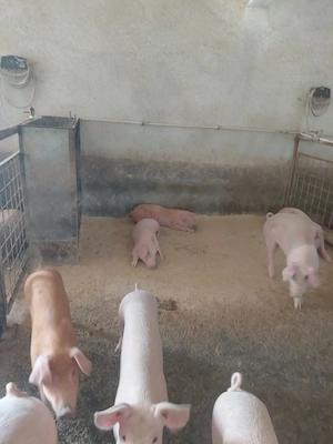Porci de vânzare 