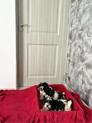 Catei Bichon Maltez  - imagine 5