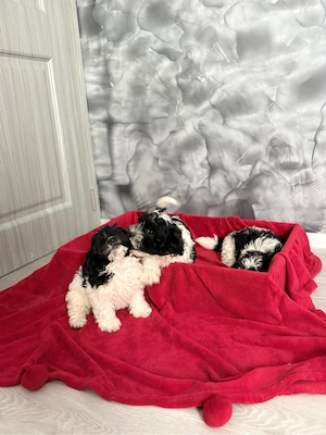 Catei Bichon Maltez 