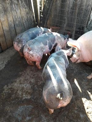Vand porci rasa Pietrain Belgian
