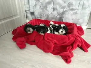 Catei Bichon Maltez  - imagine 2