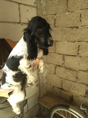 puiuți de cocker spaniel englez  - imagine 3