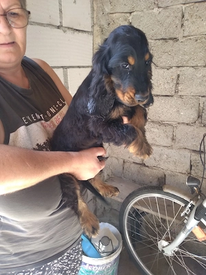 puiuți de cocker spaniel englez 