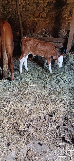 vacă de vânzare cu vitel de o lună 