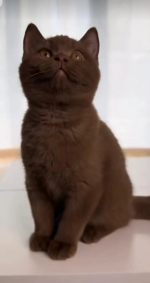 British chocolate