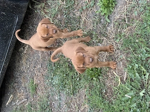 Pui Vizsla Maghiară 