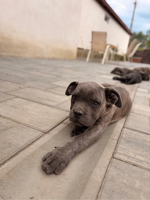 catei cane corso 