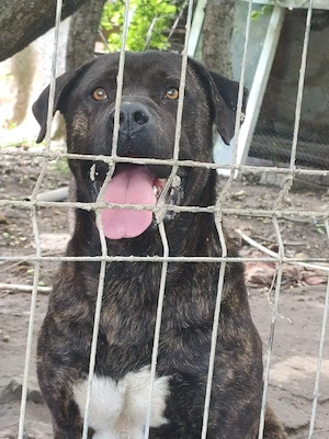 vand 4 catei amstaff - imagine 4