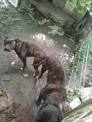 vand 4 catei amstaff - imagine 3