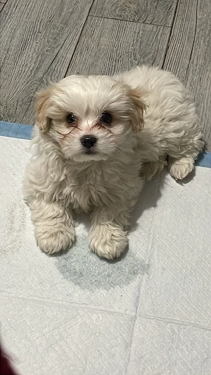 Bichon maltesse 