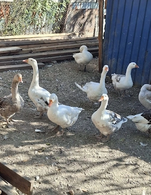 Vand Gâște 