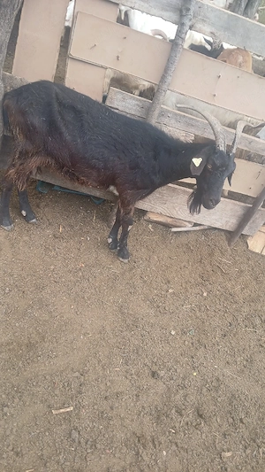 tap si capră de vanzare tapul are in jur de 90 de kg are pretul de 1100 lei si capra 350 lei  - imagine 3
