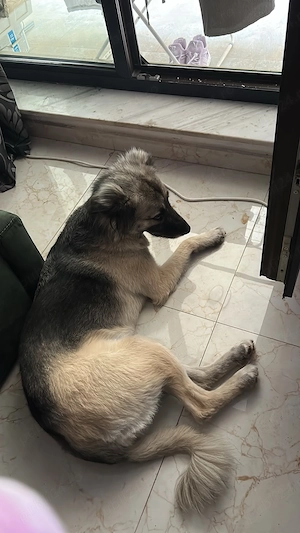 donez câine rasă comună