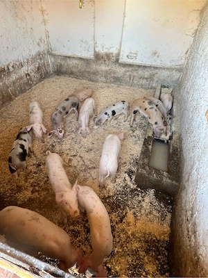 porci de casa 