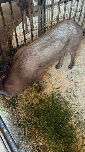 porci de casa  - imagine 5
