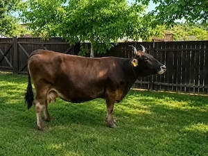 Vaca de Vanzare 