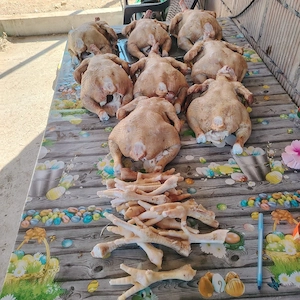 Găini și pui albi de carne crescuți natural în gospodărie proprie tăiați și livrați la domiciliu  - imagine 4
