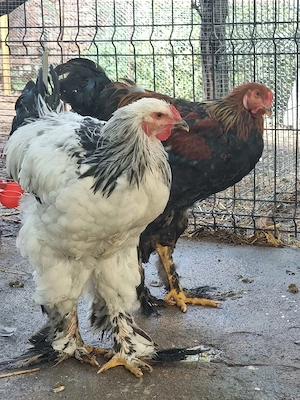 Cocoși Brahma HD si Potârnichiu - imagine 3